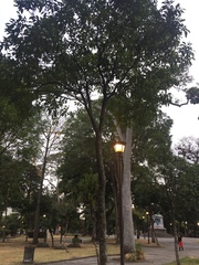Citharexylum donnell-smithii