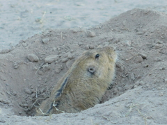 Cratogeomys castanops