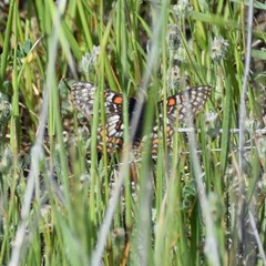 Euphydryas editha bayensis