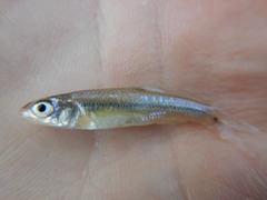 Notropis braytoni