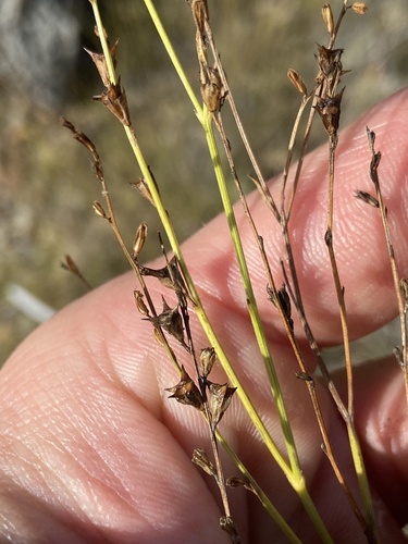 crow broom (Tamonea boxiana)