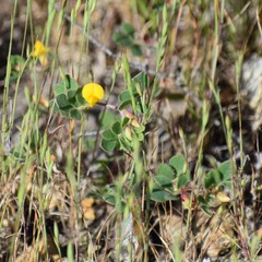 Acmispon wrangelianus
