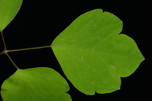 Image of Thalictrum mirabile by (c) Brian Finzel, some rights reserved (CC BY-SA)