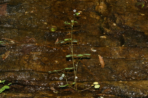 Image of Thalictrum mirabile by (c) Brian Finzel, some rights reserved (CC BY-SA)