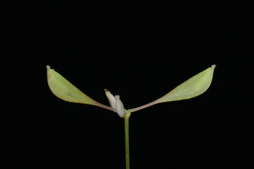 Image of Thalictrum mirabile by (c) Brian Finzel, some rights reserved (CC BY-SA)