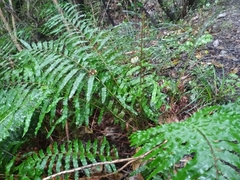 Blechnum novae-zelandiae