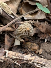 Morchella diminutiva