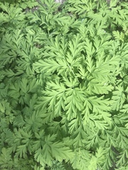 Dicentra formosa