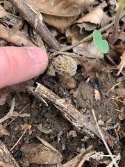 Morchella diminutiva