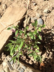 Epilobium minutum