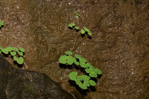Image of Thalictrum mirabile by (c) Brian Finzel, some rights reserved (CC BY-SA)