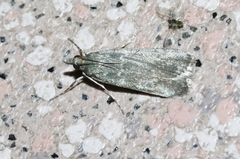 Eudonia cataxesta
