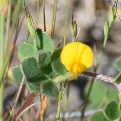 Acmispon wrangelianus