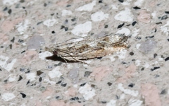 Strepsicrates ejectana