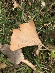Bartheletia paradoxa