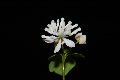 Image of Thalictrum mirabile by (c) Brian Finzel, some rights reserved (CC BY-SA)