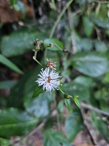 Puerto Rico ironweed (Lepidaploa borinquensis)