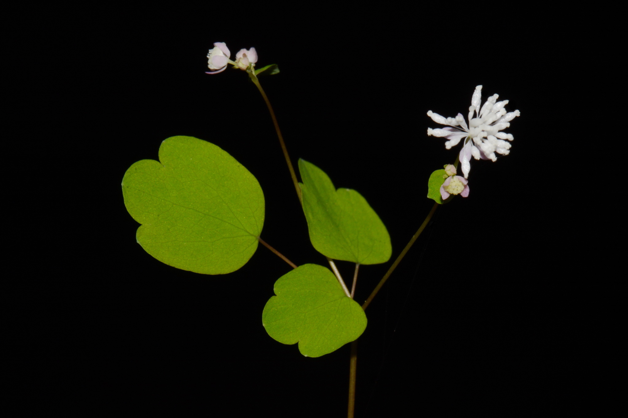 Thalictrum mirabile