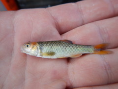 Cyprinella proserpina