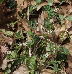 Cardamine hirsuta