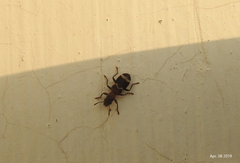 Thanasimus substriatus