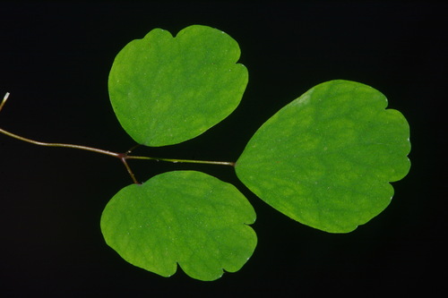 Image of Thalictrum mirabile by (c) Brian Finzel, some rights reserved (CC BY-SA)