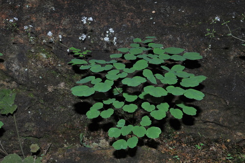 Image of Thalictrum mirabile by (c) Brian Finzel, some rights reserved (CC BY-SA)