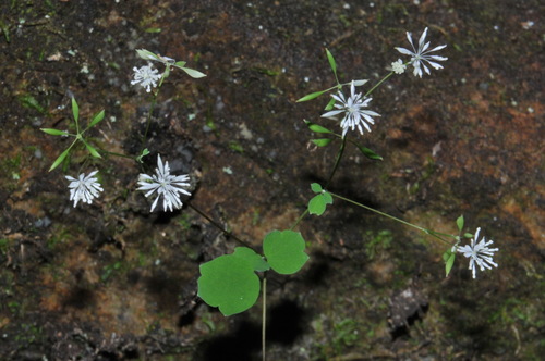 Little Mountain Meadow-rue (Thalictrum mirabile)