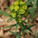 Slender Leafy Spurge - Photo (c) Sara Rall, some rights reserved (CC BY-NC), uploaded by Sara Rall