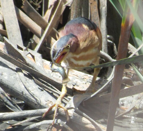 January toothcarp (Phalloptychus januarius) — Poeciliidae