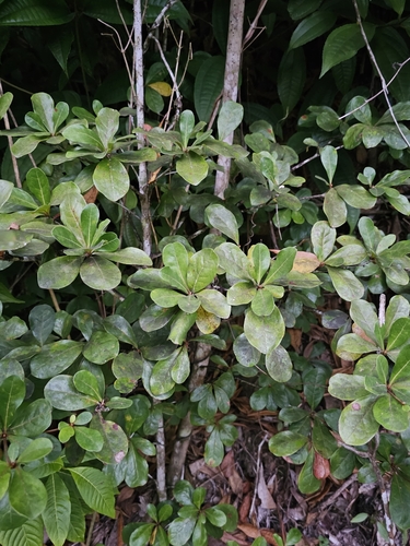 Image of Terminalia buceras by (c) ritirene, some rights reserved (CC BY)