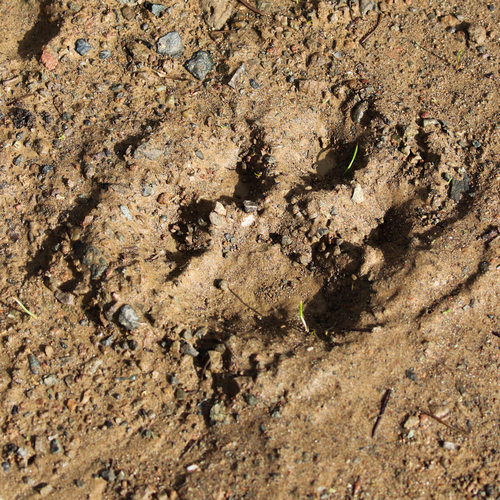 Mountain Lion Tracks – NatureTracking