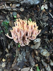Ramaria samuelsii