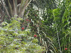 Parkia