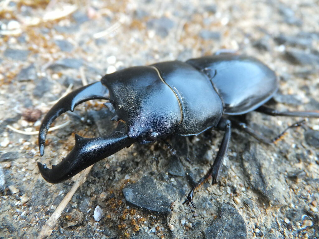 Serrognathus titanus tokunoshimaensis (世界犀金龟和锹形虫