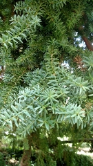 Taxaceae