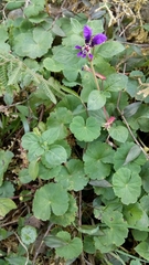 Cuphea calaminthifolia