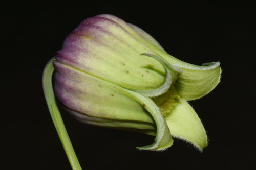 Image of Clematis versicolor by (c) Brian Finzel, some rights reserved (CC BY-SA)