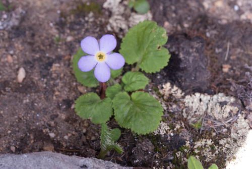 Primula littledalei