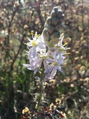 Camassia angusta