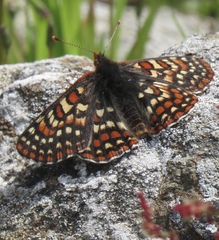 Euphydryas editha bayensis