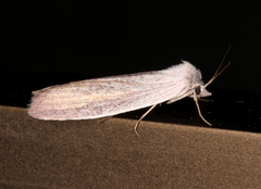 Prionopterina grammatistis