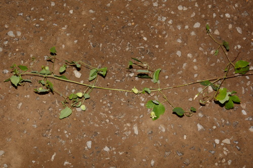 Image of Clematis versicolor by (c) Brian Finzel, some rights reserved (CC BY-SA)