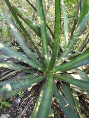 Agave univittata