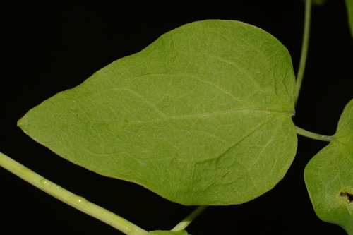 Image of Clematis versicolor by (c) Brian Finzel, some rights reserved (CC BY-SA)
