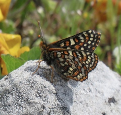 Euphydryas editha bayensis