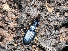 Patrobus longicornis