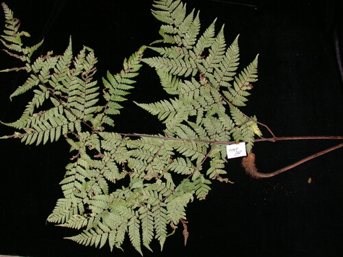 Ctenitis rapensis in life