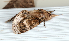 Zalissa catocalina