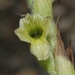 Michoacán Lady Orchid - Photo (c) James Bailey, some rights reserved (CC BY-NC), uploaded by James Bailey